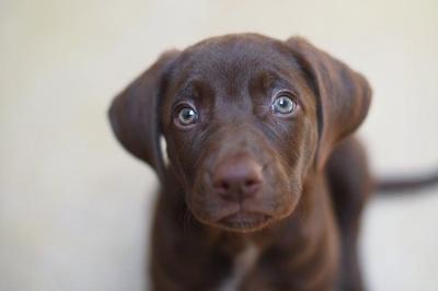 Optimal Age for Spay/Neuter by Breed